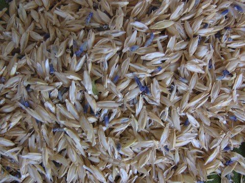 Zafu bio en petit &eacute;peautre avec housse : coussin de yoga, m&eacute;ditation ou d&eacute;coration &eacute;co-responsable